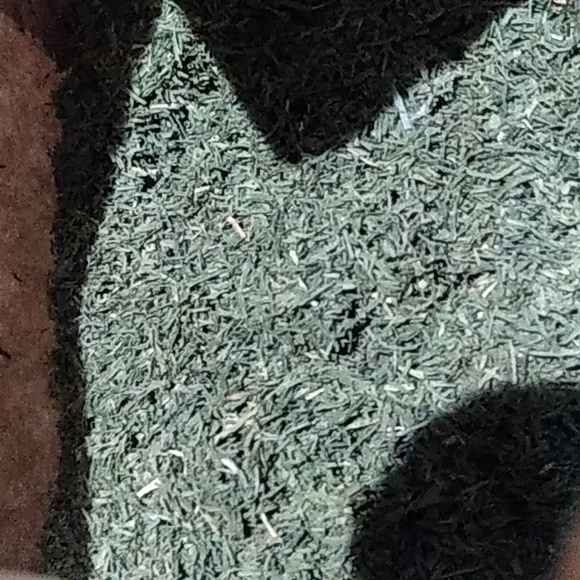 Dill - Picture 2 of 2